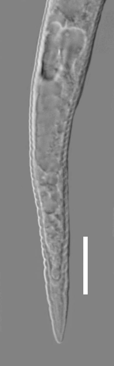 18 Diagnostyka nicieni pasożytów roślin objętych regulacjami prawnymi (a) (b) (c) (d) (e) (f) (g) Fot. 9.