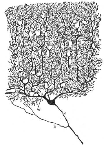 nanerwie (tk. łączna włóknista) onerwie (warstwy płaskich fibroblastów) Zwój rdzeniowy (międzykręgowy) zawiera pseudojednobiegunowe kom. zwojowe, amficyty (komórki satelitarne - zmodyfikowane kom.