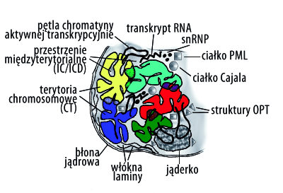 Żegało M. i wsp. Topologia chromosomów w jądrze komórkowym to: prążki C i prążki Ag-NOR [21,22,44-46,63].