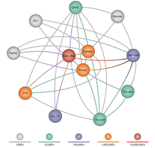 38 A. Siążnik, B. Małysiak-Mrozek, D. Mrozek Rys. 2. Struktura powiązań pomiędzy węzłami systemu Entrez Fig. 2. Relationships between database nodes in Entrez 3.