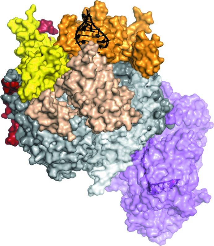 Biochemiczne metody badania aktywności i funkcji enzymów uczestniczących w metabolizmie RNA (ze szczególnym uwzględnieniem kompleksu egzosomu)
