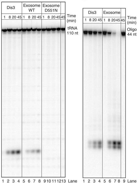 Kompleks egzosomu i białko Dis3p wykazują podobną aktywność względem różnych substratów RNA (jednoniciowych) analiza PAGE substrat naturalny (pre-trna) syntetyczny oligorybonukleotyd krótkie produkty