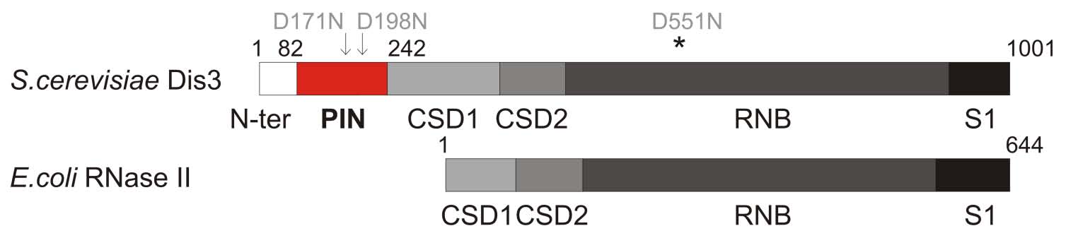 sekwencji aminokwasowej badanego białka Organizacja domen