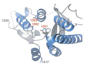 Białka zawierające domenę PIN są nukleazami RNAza H bakteriofaga T4 endonukleaza FEN1 Struktura białka hsmg6 (Glavan et al.