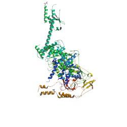 Główne eukariotyczne enzymy degradujące RNA Xrn1 5-3 Enzym działający samodzielnie Chang et al.