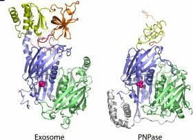 Jaka jest aktywność kompleksu egzosomu? Rozwiązane struktury krystaliczne archebakteryjnych kompleksów egzosomu wydawały się podobne do PNPazy.