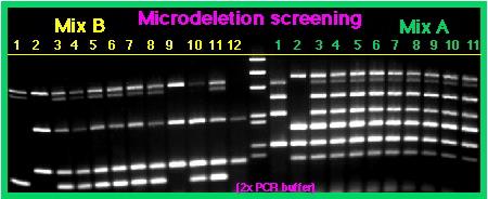 Multipleksowy PCR Metoda ta polega na amplifikacji kilku regionów DNA w czasie jednej reakcji PCR.