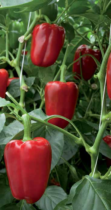 Papryka Jakość i różnorodność typów papryki w Rijk Zwaan. Capsicum annum var.
