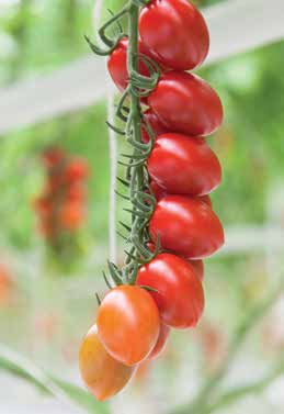 Pomidor szklarniowy Lycopersicum esculentum pomidor śliwkowy pomidor śliwkowy Idolini RZ F1 ToMV:0-2/Fol:0 Ma/Mi/Mj Segment: mini San Marzano Owoce: 16-18 g Cechy rośliny: roślina o generatywnym