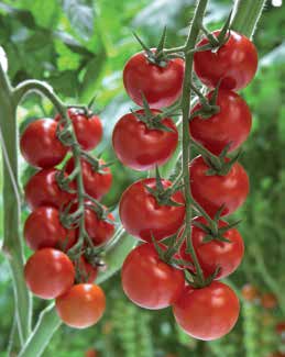 Pomidor szklarniowy Lycopersicum esculentum pomidor koktajlowy pomidor cherry kulisty Amoroso RZ F1 ToMV:0-2/Ff:A-E/Fol:0,1/For/Va:0/Vd:0/Si On/Ma/Mi/Mj Czas uprawy: sadzenie od grudnia Owoce: 35-40
