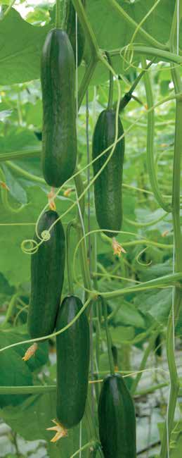 Ogórek szklarniowy Cucumis sativus ogórek krótkoowocowy typu - mini ogórek szklarniowy typu midi Kaspian RZ F1 Ccu/Px CMV Czas uprawy: od marca do jesieni Owoce: 17-19 cm, intensywne zielone