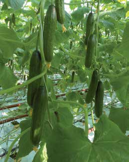 Ogórek szklarniowy Cucumis sativus ogórek szklarniowy typu midi ogórek szklarniowy długi Medora RZ F1 Ccu CVYV/CMV/Px Czas uprawy: od stycznia do jesieni Owoce: długość 18-22 cm (nie przerasta na