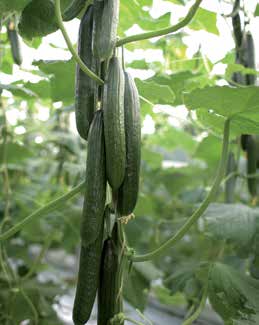Ogórek szklarniowy Cucumis sativus ogórek szklarniowy długi ogórek szklarniowy długi Roxanna RZ F1 Ccu/Cca Cadence RZ F1 Cca/Ccu/Px Czas uprawy: do uprawy letniej, od końca stycznia do połowy