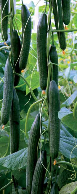 Ogórek szklarniowy Cucumis sativus ogórek szklarniowy długi ogórek koktajlowy Bonifacio RZ F1 Ccu/Cca/CGMMV CVYV Czas uprawy: od marca do połowy sierpnia Owoce: owoce, bardzo dobrej jakości zarówno z