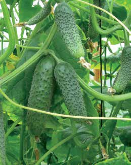 Ogórek partenokarpny Cucumis sativus Podkładka ogórkowa Kybria RZ F1 Ccu/Px (ex Sf) CMV Czas uprawy: od stycznia do jesieni Owoce: grubobrodawkowy, jednolicie zielony, stosunek D/G=3,1:1 Cechy