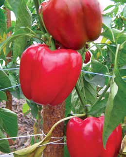 Papryka Capsicum annuum var.