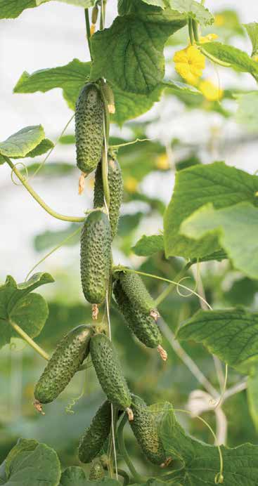 Kybria RZ i Cantara RZ Niezawodna para Cucumis sativus Ogórek Okolice Kalisza, Sandomierza, Piotrkowa Trybunalskiego czy Magnuszewa pod Warszawą to regiony, w których od wielu lat tradycją jest