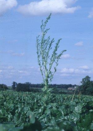 gibereliny Czynniki indukujące kwitnienie Fitohormony - u Arabidopsis i u wielu gatunków LDP wywołują