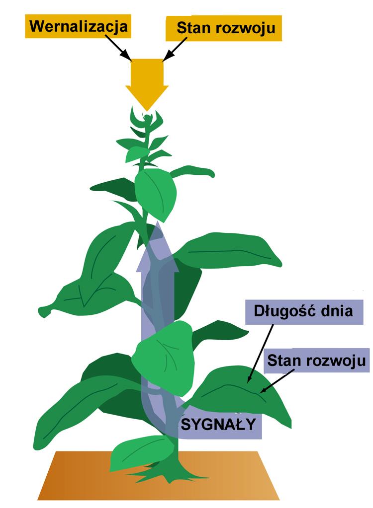 Czynniki indukujące kwitnienie wewnętrzne stan rozwoju (wiek rośliny?