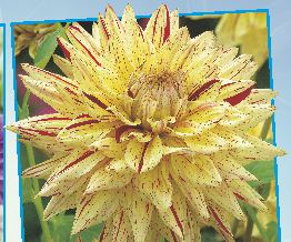 Dalia dekoracyjna Claudette 10-310 / 1 op. / 1 szt. / 7,90 zł 40-50 cm VI-X Dalie należą do ulubionych kwiatów ogrodowych. Mają bardzo małe wymagania glebowe.