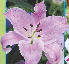 Lilia drzewiasta Debby 14-181 / 1 op. / 1 szt. / 8,90 zł 150-170 cm VII-VIII Lilia drzewiasta Purple Prince Lilia drzewiasta Late Morning 14-197 / 1 op. / 1 szt. / 9,00 zł 140-150 cm VII-VIII Lilia drzewiasta Bonbini 14-202 / 1 op.