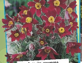 Goździk siny 50-369 / 1 roślina / 5,30 zł 50-369 Goździk siny (Dianthus gratianopolitanus). Jedna z najładniejszych bylin dywanowych. Tworzy kępy srebrnych liści.
