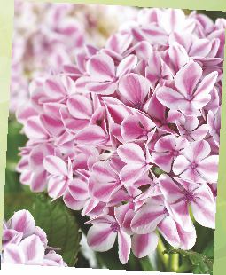 Kalina Pink Beauty 60-679 / 1 roślina / 18,50 zł 60-679 Kalina Pink Beauty (Viburnum nudum). Niezwykle efektowny krzew, który wprowadza wiele barw do ogrodu.