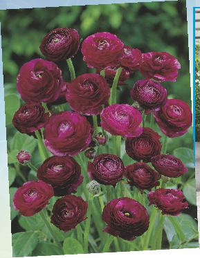 Kalla Rose Queens 11-141 / 1 op. / 1 szt. / 11,10 zł Jaskier azjatycki purpurowy 25-223 / 1 op. / 10 szt. / 9,00 zł Kalla Black Magic 11-121 / 1 op. / 1 szt. / 8,30 zł Eukomis jesienny biały 25-198 / 1 op.