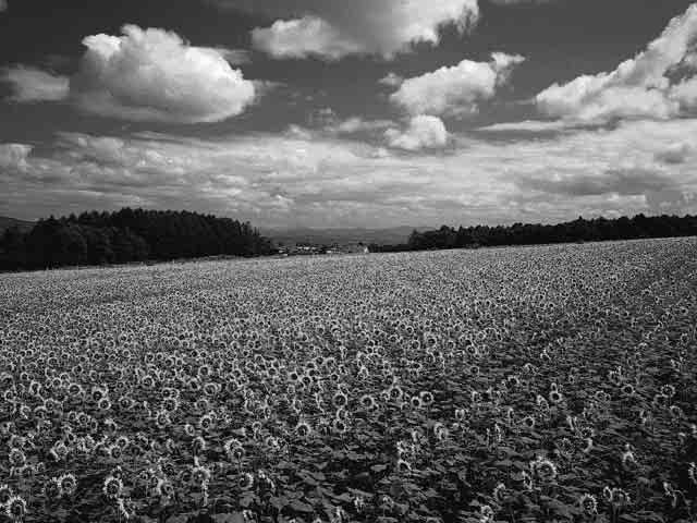 Fotografowanie z regulacją rozmycia tła (Preselekcja przysłony) Ten tryb umożliwia zuzyskanie ostrego obraz obiektu oraz rozmycie wszystkiego przed i za obiektem.