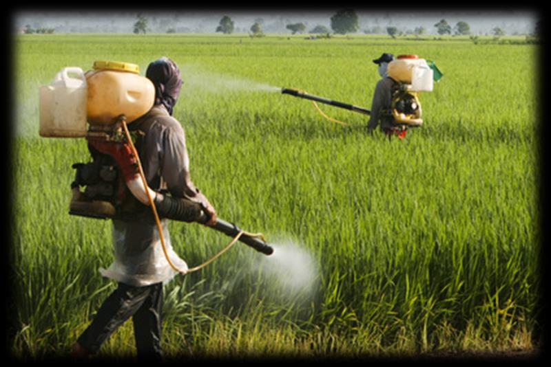 Pestycydy są naturalnymi lub syntetycznymi substancjami, których działanie polega na zwalczaniu szkodliwych, niepożądanych organizmów.