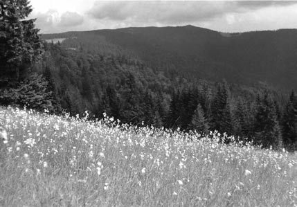 Bór świerkowo-jodłowy Abieti-Piceetum występuje w reglu dolnym, głównie na wysokości 600 800 m n.p.m. Drzewostan, z jodłą i świerkiem, jest tu naturalny, złożony nierzadko z okazałych drzew, bądź stanowi wynik gospodarki człowieka.