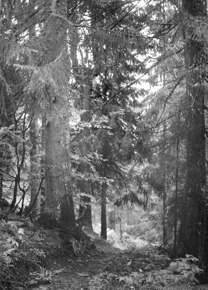 A. Medwecka-Kornaś Szata roślinna Gorców i jej dotychczasowe badania Zbiorowiska nieleśne, naturalne, czyli utrzymujące się bez wpływu człowieka, zajmują w Gorcach małe przestrzenie, lecz są dość