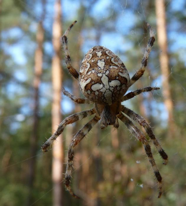 PAJĄK KRZYŻAK Pająk Krzyżak chowa się pod liściem,