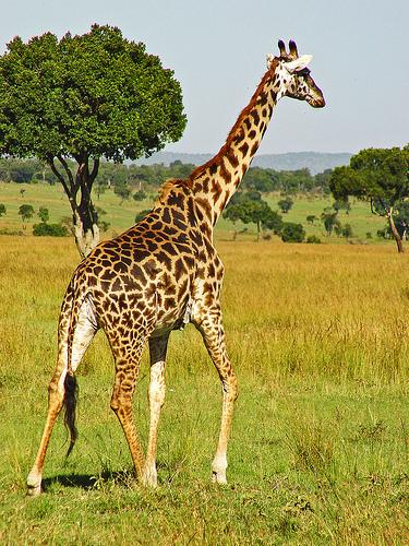 ŻYRAFA Żyrafa nosi głowę na wysokości 6