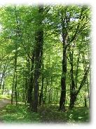 GNOJNIK Gnojnik zajmuje rozległą powierzchnię około 11,92 km 2, zamieszkiwaną obecnie przez blisko 2500 mieszkańców. Miejscowość jest centrum administracyjnym, gospodarczym i kulturalnym gminy.