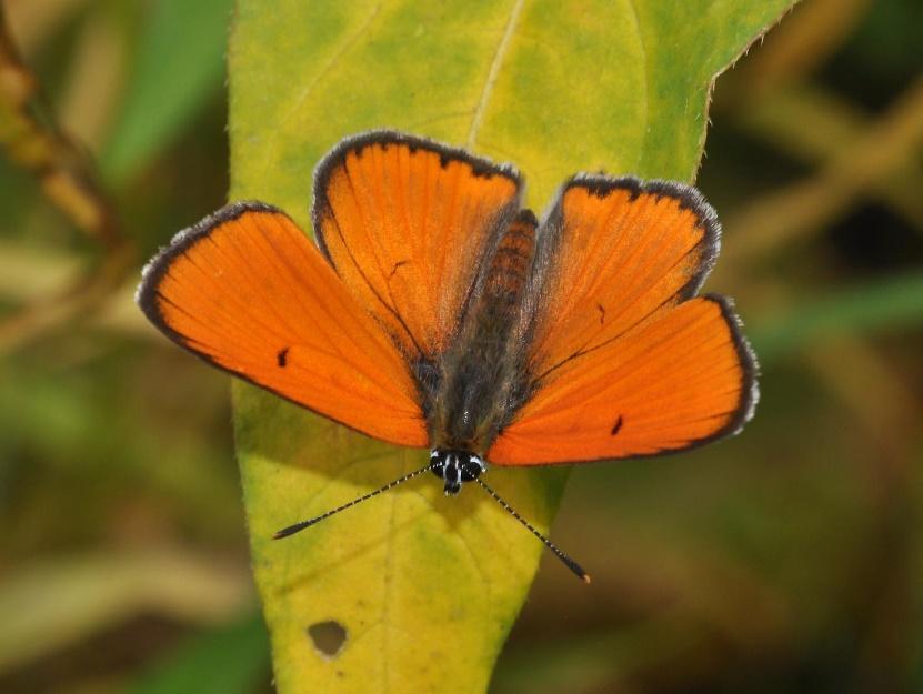 Czerwończyk nieparek Najpospolitszy z naturowych gatunków motyli Rozpowszechniony