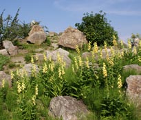 Działalność PAN Ogrodu Botanicznego CZRB w Powsinie w kierunku zabezpieczenia różnorodności flory Polski A PAN Ogród Botaniczny w Powsinie, będący jednocześnie Centrum Zachowania Różnorodności