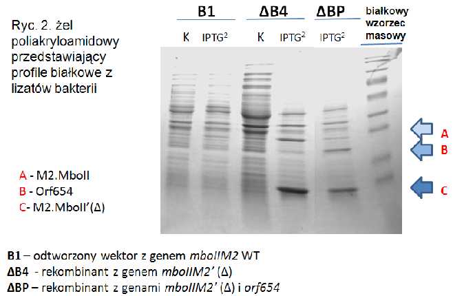 DOŚWIADCZENIE II Następnie z hodowli indukowanych i nieindukowanych ΔB4 wyizolowano DNA plazmidowy w celu oceny stopnia jego modyfikacji specyficznej metylotransferazą M2.MboII.
