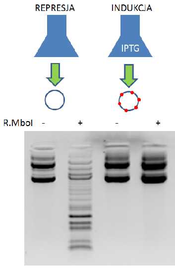 WYNIKI c.d. Otrzymane preparaty plazmidowego DNA z doświadczenia II na żelu agarozowym ukazują stan modyfikacji DNA podczas represji i indukcji operonu laktozowego kodującego metylazę.