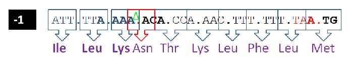 DYSKUSJA c.d. Rycina 4. przedstawia sekwencję zasad azotowych w nici DNA przed jaki i po delecji adeniny.