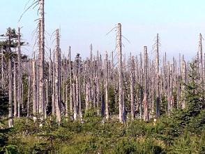 powodują obumieranie dużej ilości drzew oraz niszczenie runa leśnego, uszkadzają drzewom liście, przez co następuje nadmierne parowanie wody a tym samym zakłócenia w procesie fotosyntezy, skutkiem