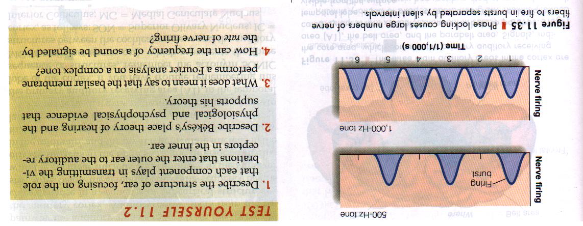 Phase locking (synchronizacja fazowa) Częstość wyładowań