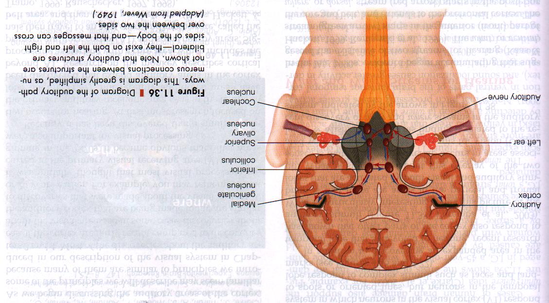 Centralne słuchowe przetwarzanie Droga od ślimaka do kory słuchowej: jądra