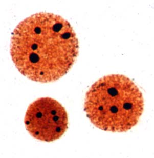 Diploid 2n=84 Diploid