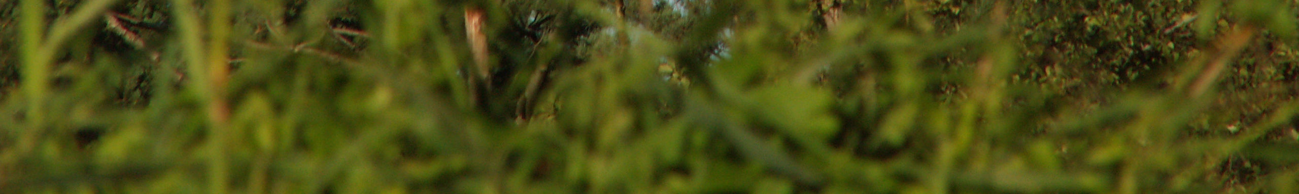 Lasy łęgowe na terenie badań reprezentowane są przez 4 typy zbiorowisk: Nadrzeczny łęg wierzbowy (Salicetum albo fragilis) Nadrzeczny łęg topolowy (Populetum albae) Łęg jesionowo olsowy (Fraxino