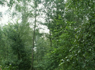 dwuliścienne. Charakterystyczny jest także udział geofitów wiosennych. Ze wszystkich lasów łęgowych zbiorowisko to najsilniej zawiązuje do grądów.