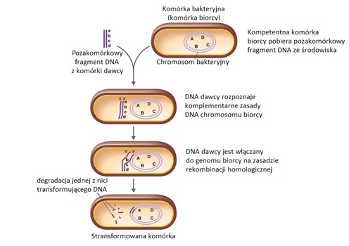 pozakomórkowego fragmentu DNA z receptorem powierzchniowym kompetentnej komórki bakteryjnej.