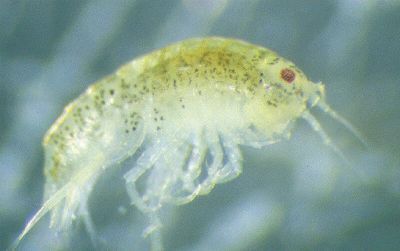 Tlen a rozmiary Dowód oceanograficzny Obunóg (Paracalliope( fluviatilis) Problem: Maksymalna wielkość osiągana
