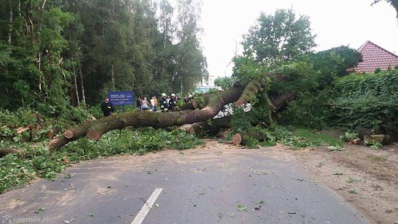 POWIAT POZNAŃSKI 29 lipca około godziny 6:00 rano w Dąbrówce przy ulicy Poznańskiej (numer posesji 25) przewrócił się dąb.