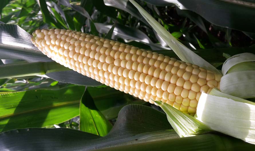 KUKURYDZA NA KISZONKĘ KUKURYDZA NA MAS 23.A FAO 240 FAO 240 CCM BIOGAZ CCM BIOGAZ FAO 240 MAS 20.